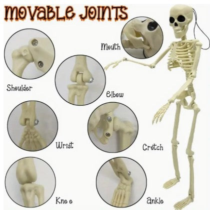 Poseable Skeleton 16 inch Tall