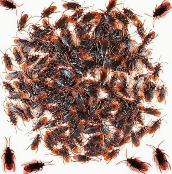 6 Pack Rubber Cockroaches - 1.7 inch